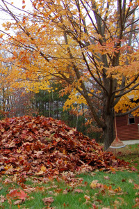 Pile of leaves, Tree, Fall, Leaves