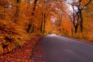 Fall, Road, Driving,