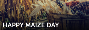 Maize, Happy, National, Day, Corn