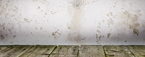 Mold Awareness, Water Damage, Mold