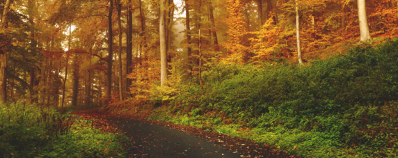 Fall, Fall Driving, Driving, Safety, Leaves, Wet Road